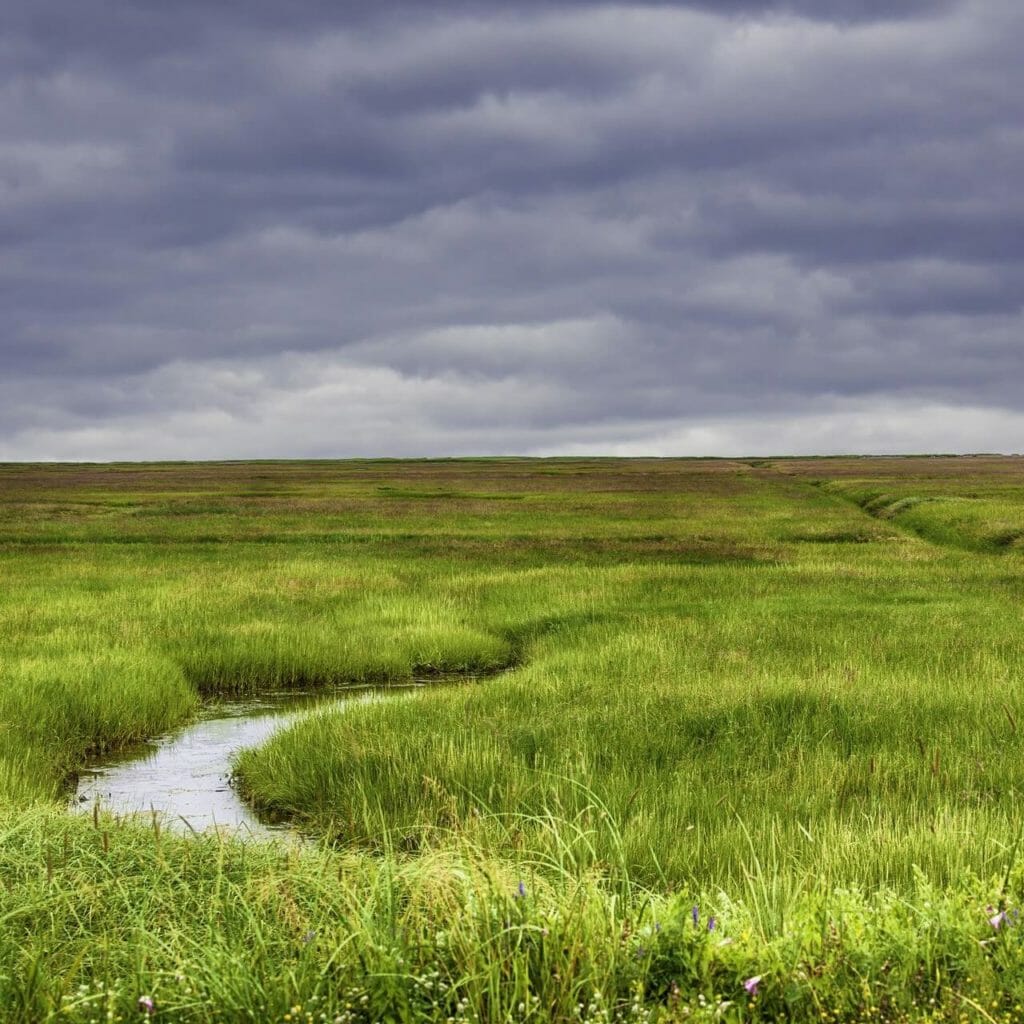 Who is a qualified Wetland professional?